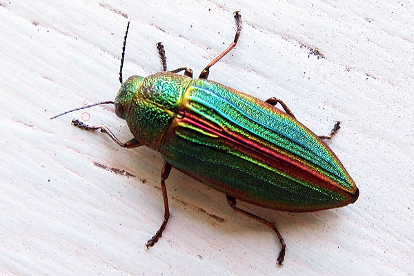 Colourful bug on Bowen Island